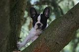 BOULEDOGUE FRANCAIS 1317